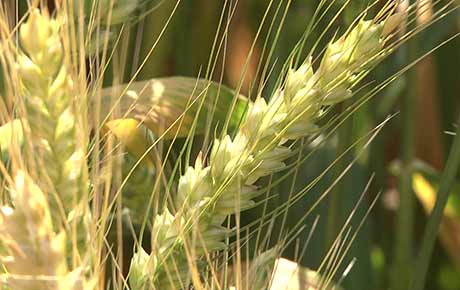 КАН Генезис - отличен гранулиран тор за основно почвено торене на есенни и пролетни култури