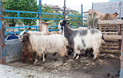 Фестивал на местните породи животни в Чипровци
