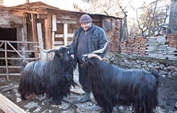 Лудостта да отглеждаш Българска дългокосместа коза