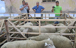 Фермери изнасят за клане скъпи разплодни овце
